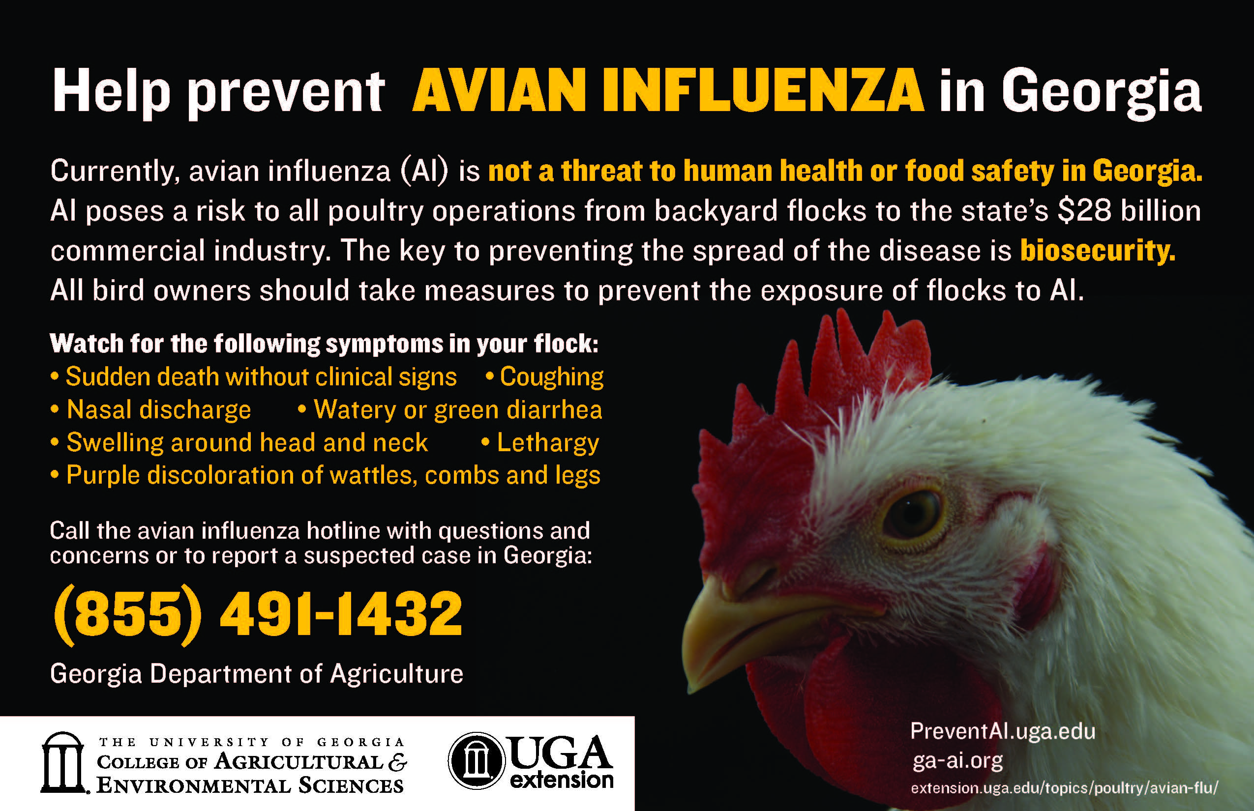 Flyer about preventing avian influenza with instructions to call 855-491-1432 to report signs of avian influenza