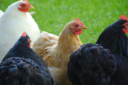 Avian Influenza: Protect Your Flocks